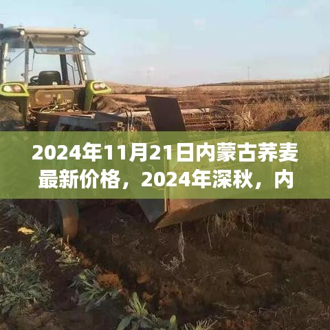 2024年深秋内蒙古荞麦市场风云变幻及最新价格解读