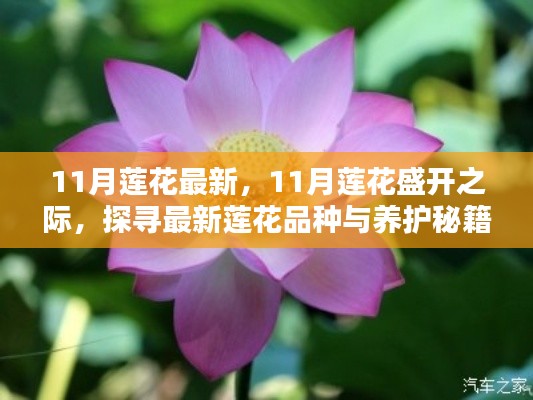 探寻最新莲花品种与养护秘籍，揭秘十一月莲花的盛开之美