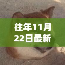 往年11月22日最新潮流表情包盘点与详解