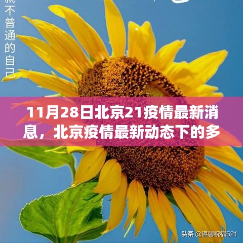 北京疫情最新动态分析，聚焦多维视角下的疫情进展（11月28日更新）