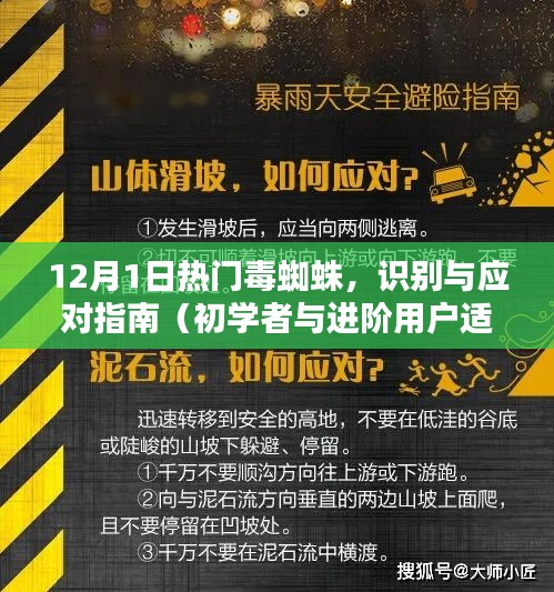 热门毒蜘蛛识别与应对指南，初学者与进阶用户必备知识（12月版）