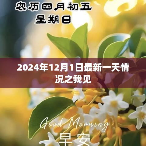 关于我对最新一天情况之我见，2024年12月1日的观察与感悟