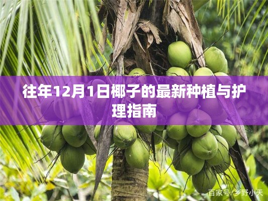 椰子的最新种植与护理指南（往年12月更新）