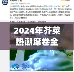 芥菜热潮席卷全球，背后的故事与未来趋势展望（2024年）