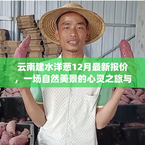 云南建水洋葱最新报价，自然美景与寻宝之旅的心灵体验