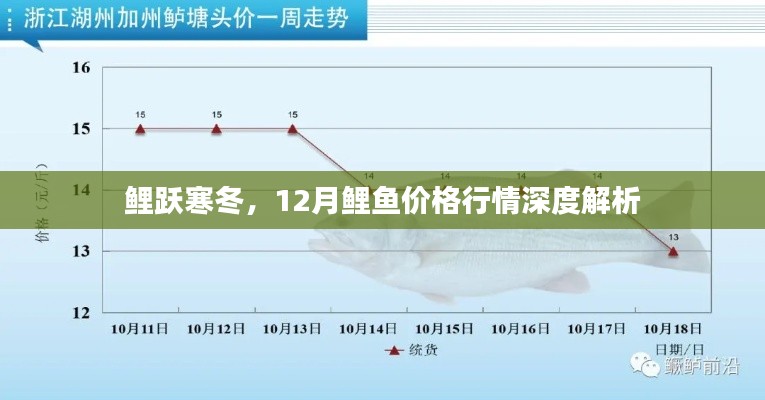 深度解析，鲤跃寒冬，十二月鲤鱼市场行情概览