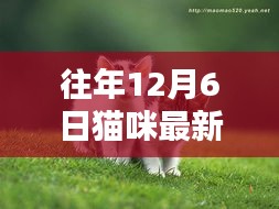 往年12月6日猫咪最新地址大揭秘，探寻温馨的猫咪家园