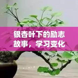 银杏叶下的励志故事，自信与成就感的成长之旅与银杏最新价格背后的故事探索