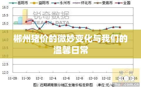 郴州猪价微妙变化融入温馨日常