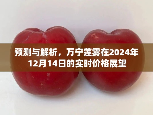 万宁莲雾实时价格展望，预测与解析（2024年12月14日）