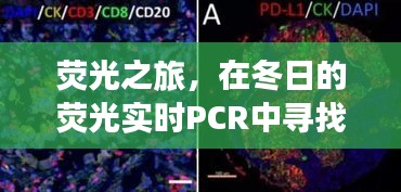 冬日的荧光之旅，实时PCR探寻心灵宁静与自然微笑的秘密