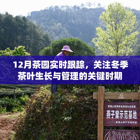 冬季茶园管理关键期，12月茶叶生长实时跟踪观察