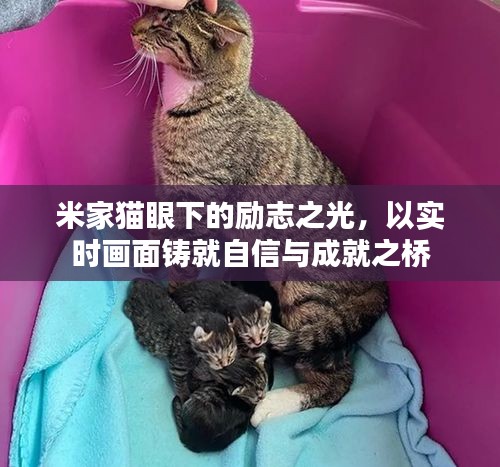 米家猫眼下励志之光，实时画面构筑自信成就之桥