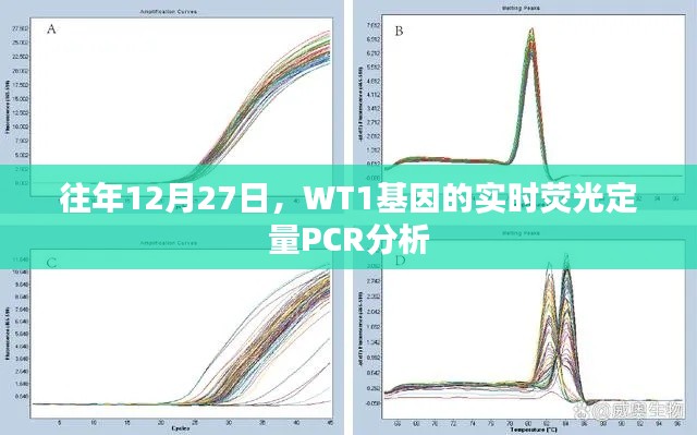 WT1基因实时荧光定量PCR分析的解读