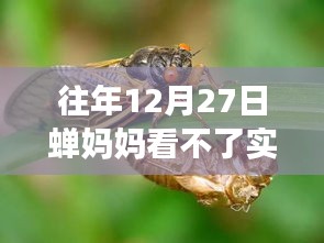 往年12月27日蝉妈妈数据实时查看问题解析