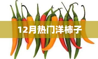 12月热门洋柿子风潮来袭