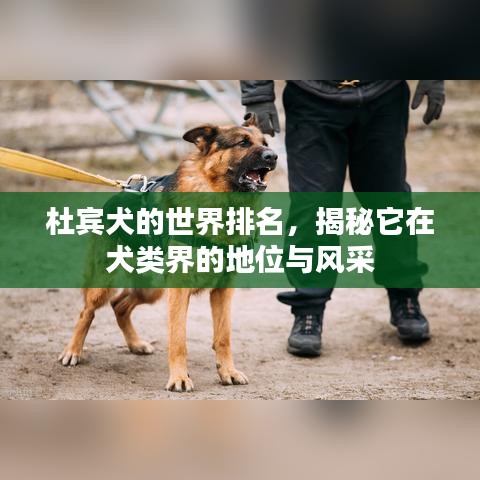 杜宾犬的世界排名，揭秘它在犬类界的地位与风采