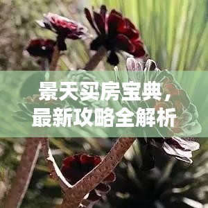 景天买房宝典，最新攻略全解析