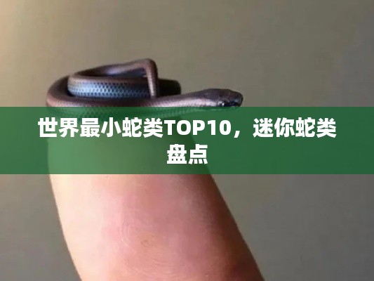 世界最小蛇类TOP10，迷你蛇类盘点