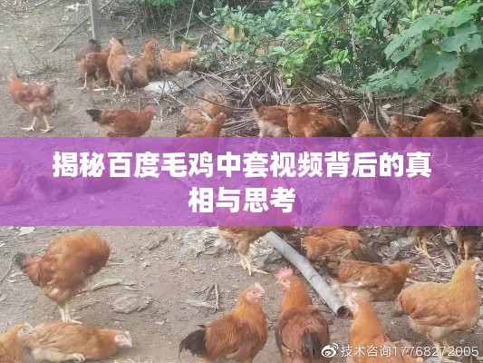 揭秘百度毛鸡中套视频背后的真相与思考