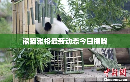 熊猫雅格最新动态今日揭晓