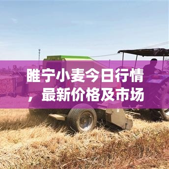 睢宁小麦今日行情，最新价格及市场动态
