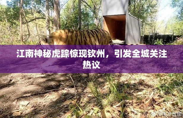 江南神秘虎踪惊现钦州，引发全城关注热议