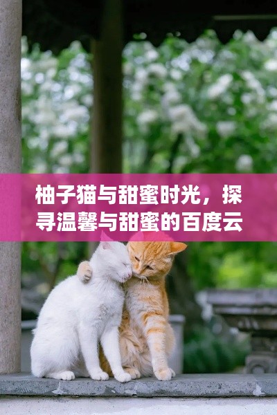 柚子猫与甜蜜时光，探寻温馨与甜蜜的百度云共享瞬间