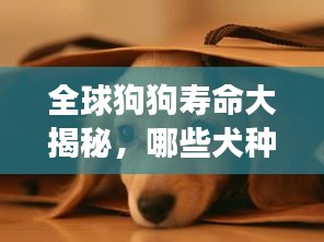 全球狗狗寿命大揭秘，哪些犬种寿命更长？