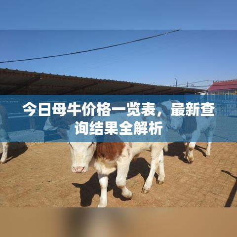 今日母牛价格一览表，最新查询结果全解析