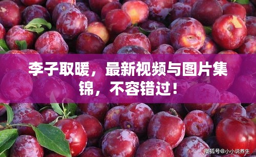 李子取暖，最新视频与图片集锦，不容错过！