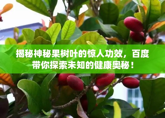 揭秘神秘果树叶的惊人功效，百度带你探索未知的健康奥秘！