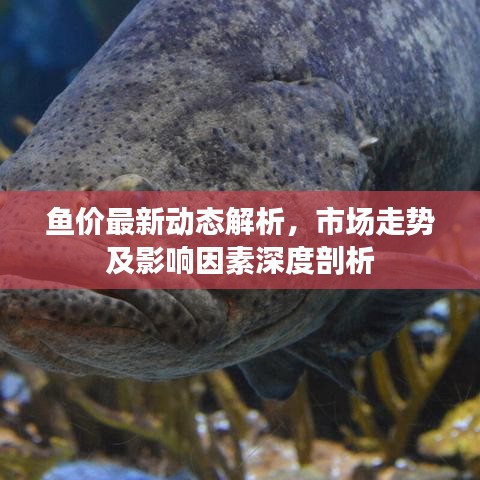 鱼价最新动态解析，市场走势及影响因素深度剖析