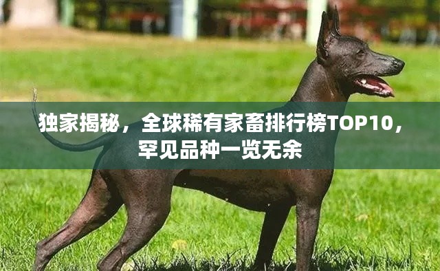 独家揭秘，全球稀有家畜排行榜TOP10，罕见品种一览无余
