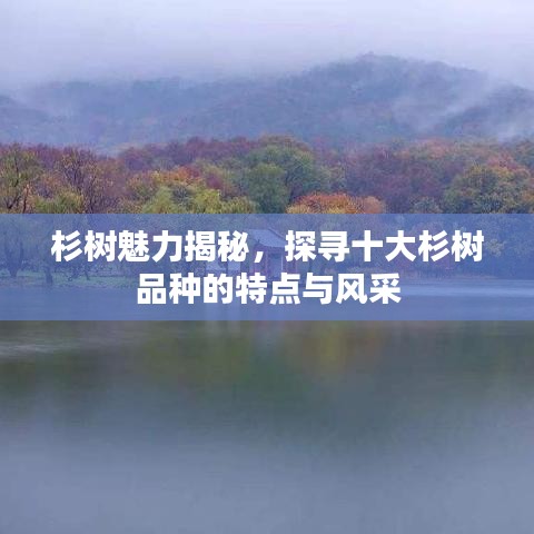 杉树魅力揭秘，探寻十大杉树品种的特点与风采