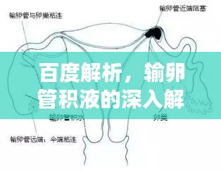 百度解析，输卵管积液的深入解析与了解