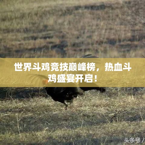 世界斗鸡竞技巅峰榜，热血斗鸡盛宴开启！