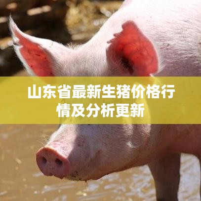 山东省最新生猪价格行情及分析更新