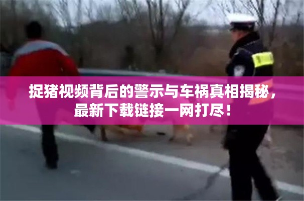 捉猪视频背后的警示与车祸真相揭秘，最新下载链接一网打尽！