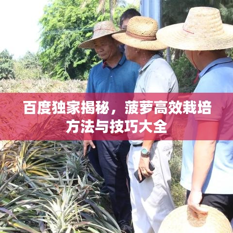 百度独家揭秘，菠萝高效栽培方法与技巧大全