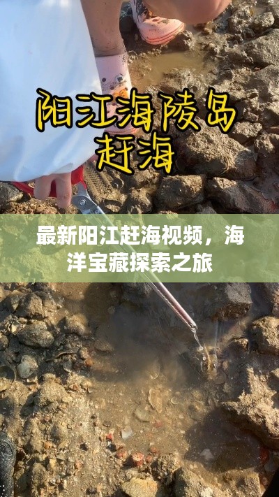 最新阳江赶海视频，海洋宝藏探索之旅