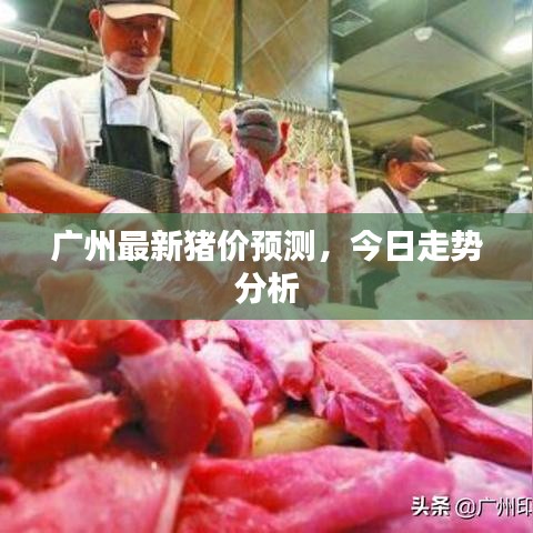 广州最新猪价预测，今日走势分析
