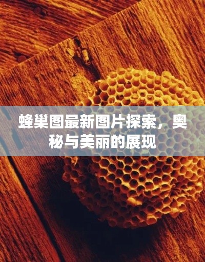 蜂巢图最新图片探索，奥秘与美丽的展现