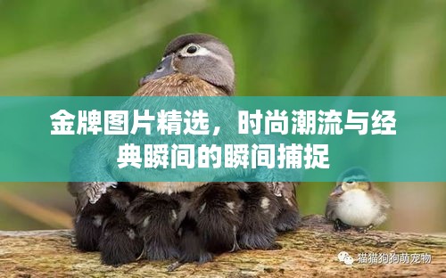 金牌图片精选，时尚潮流与经典瞬间的瞬间捕捉