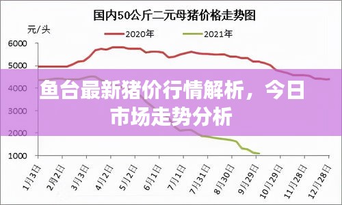 鱼台最新猪价行情解析，今日市场走势分析