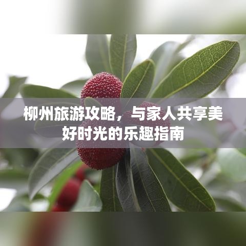 柳州旅游攻略，与家人共享美好时光的乐趣指南