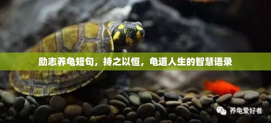 励志养龟短句，持之以恒，龟道人生的智慧语录