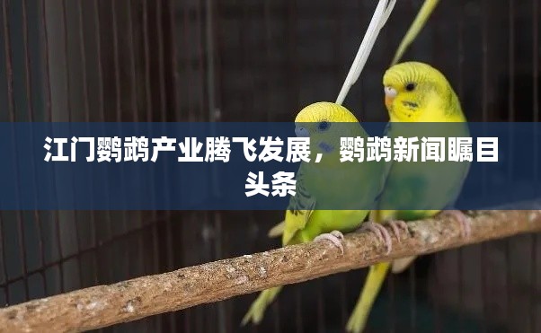 江门鹦鹉产业腾飞发展，鹦鹉新闻瞩目头条