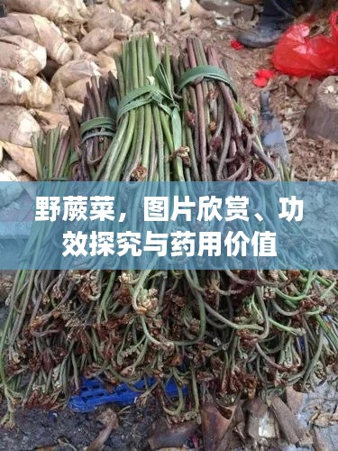 野蕨菜，图片欣赏、功效探究与药用价值