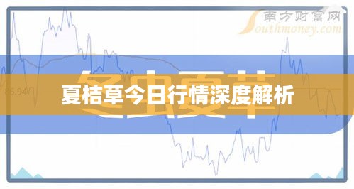 夏桔草今日行情深度解析